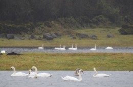 19 Wild Swans at Coole